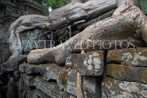CAMBODIA, Siem Reap, Ta Prohm Temple, Strangler Fig Tree roots engulfing ruins, CAM1459JPL
