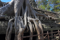 CAMBODIA, Siem Reap, Ta Prohm Temple, Strangler Fig Tree roots engulfing ruins, CAM1492JPL