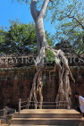 CAMBODIA, Siem Reap, Ta Prohm Temple, Strangler Fig Tree roots engulfing ruins, CAM1493JPL