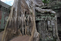 CAMBODIA, Siem Reap, Ta Prohm Temple, Strangler Fig Tree roots engulfing ruins, CAM1497JPL
