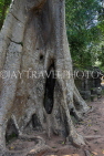 CAMBODIA, Siem Reap, Ta Prohm Temple, Strangler Fig Tree trunk, CAM1483JPL