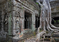 CAMBODIA, Siem Reap, Ta Prohm Temple, bas-reliefs, and Strangler Fig Tree roots, CAM1514JPL