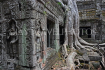 CAMBODIA, Siem Reap, Ta Prohm Temple, bas-reliefs, and Strangler Fig Tree roots, CAM1516JPL