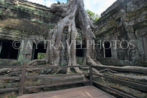CAMBODIA, Siem Reap, Ta Prohm Temple, giant Strangler Fig Tree roots, CAM1510JPL