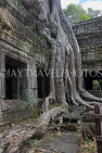 CAMBODIA, Siem Reap, Ta Prohm Temple, giant Strangler Fig Tree roots, CAM1511JPL