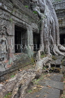CAMBODIA, Siem Reap, Ta Prohm Temple, giant Strangler Fig Tree roots, CAM1512JPL