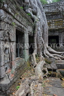 CAMBODIA, Siem Reap, Ta Prohm Temple, giant Strangler Fig Tree roots, CAM1513JPL