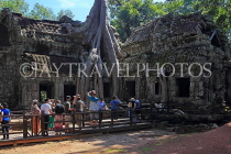 CAMBODIA, Siem Reap, Ta Prohm Temple, giant Strangler Fig Tree roots, and tourists, CAM1504JPL