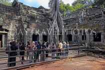CAMBODIA, Siem Reap, Ta Prohm Temple, giant Strangler Fig Tree roots, and tourists, CAM1505JPL