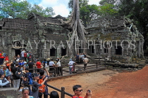 CAMBODIA, Siem Reap, Ta Prohm Temple, giant Strangler Fig Tree roots, and tourists, CAM1506JPL