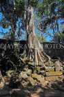 CAMBODIA, Siem Reap, Ta Prohm Temple, ruins, and Strangker Fig Tree, CAM1470JPL