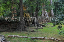 CAMBODIA, Siem Reap, Ta Prohm Temple, temple grounds & Strangler Fig Trees, CAM1461JPL