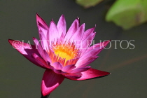 CAMBODIA, Siem Reap, Wat Bo Temple, temple site, Water Lily, CAM2074JPL