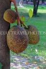 CAMBODIA, Siem Reap, Wat Damnak, temple grounds, Breadfruit tree, CAM1759JPL