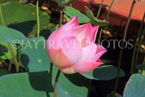CAMBODIA, Siem Reap, Wat Preah Prom Rath, temple gardens, Lotus flower, CAM2137JPL