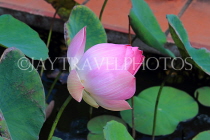CAMBODIA, Siem Reap, Wat Preah Prom Rath, temple gardens, Lotus flower, CAM2138JPL