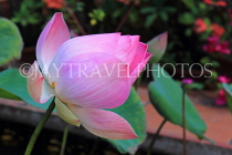 CAMBODIA, Siem Reap, Wat Preah Prom Rath, temple gardens, Lotus flower, CAM2139JPL