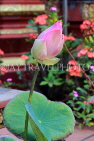 CAMBODIA, Siem Reap, Wat Preah Prom Rath, temple gardens, Lotus flower, CAM2140JPL