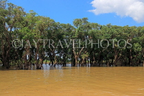 CAMBODIA, Tonle Sap Lake, Kampong Phluk Fishing Village, mangrove forest, CAM1369JPL