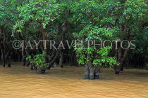 CAMBODIA, Tonle Sap Lake, Kampong Phluk Fishing Village, mangrove forest, CAM1370JPL
