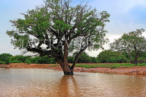 CAMBODIA, Tonle Sap Lake, scenery, tree surrounded by water, CAM923JPL