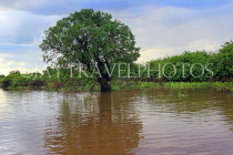 CAMBODIA, Tonle Sap Lake, scenery, tree surrounded by water, CAM924JPL