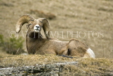 CANADA, Alberta, Jasper National Park, Bighnorn sheep, Maligne Canyon, CAN726JPL