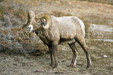 CANADA, Alberta, Jasper National Park, Bighnorn sheep, Maligne Canyon, CAN727JPL