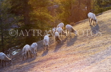 CANADA, Alberta, Jasper National Park, Bighnorn sheep, Maligne Canyon, CAN731JPL