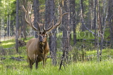 CANADA, Alberta, Jasper National Park, Elk (Wapiti), CAN734JPL