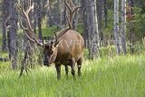 CANADA, Alberta, Jasper National Park, Elk (Wapiti) feeding on grass, CAN735JPL