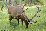 CANADA, Alberta, Jasper National Park, Elk (Wapiti) feeding on grass, CAN736JPL