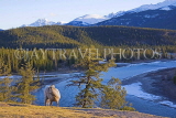 CANADA, Alberta, Jasper National Park, Rockies, young Bighorn sheep, CAN755JPL