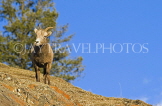 CANADA, Alberta, Jasper National Park, Rockies, young Bighorn sheep standing on rock, CAN756JPL