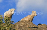 CANADA, Alberta, Jasper National Park, Rockies, young Bighorn sheep standing on rock, CAN757JPL