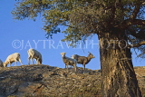 CANADA, Alberta, Jasper National Park, Rockies, young Bighorn sheep standing on rock, CAN761JPL