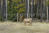 CANADA, Alberta, Jasper National Park, Wapiti, CAN753JPL