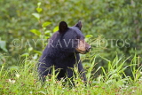 CANADA, British Columbia, Black bear feeding on grass near the Stewart, CAN767JPL