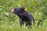 CANADA, British Columbia, Black bear feeding on grass near the town of Stewart, CAN768JPL