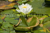 CANADA, British Columbia, VANCOUVER, Queen Elisabeth Park, Water Lily, CAN885JPL