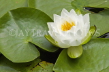 CANADA, British Columbia, VANCOUVER, Queen Elisabeth Park, Water Lily, CAN886JPL
