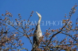 CANADA, British Columbia, VANCOUVER, Stanley Park, Blue Heron in cherry blossom tree, CAN860JPL