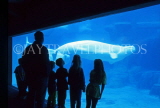 CANADA, British Columbia, VANCOUVER, Vancouver Aquarium, Beluga Whales, CAN600JPL