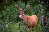 CANADA, British Columbia, Yoho National Park, Elk, CAN542JPL