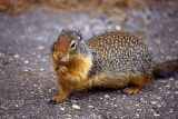 CANADA, British Columbia, Yoho National Park, Golden Mantled Squirrel, CAN544JPL