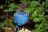 CANADA, British Columbia, Yoho National Park, birds, Stella Jay, CAN539JPL