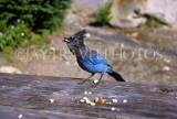 CANADA, British Columbia, Yoho National Park,birds,  Stella Jay, CAN541JPL
