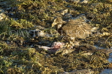 CANADA, British Columbia, young Bald Eagle feeding on dead salmon, CAN913PL