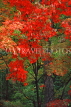 CANADA, Ontario, Algonquin Provincial Park, Maple foliage (autumn), CAN681JPL