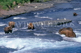 CANADA, Yukon, Brown (Grizzly) Bear, hunting for fish, CAN494JPL